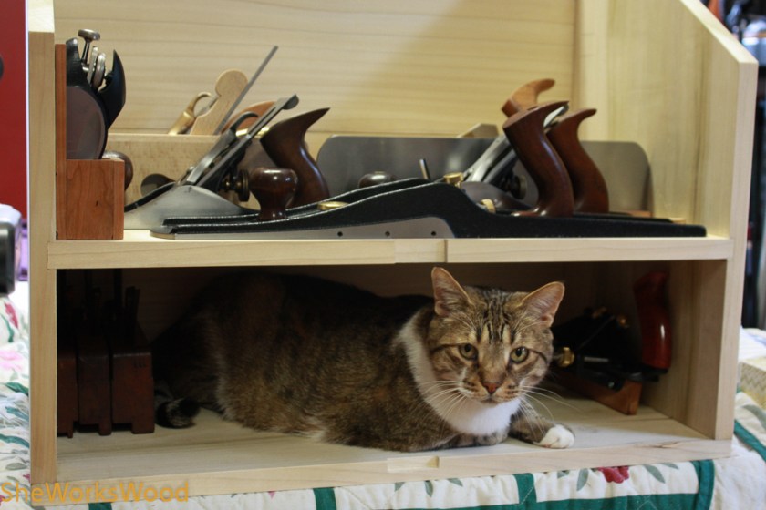 tool tested kitten approved (1 of 1)